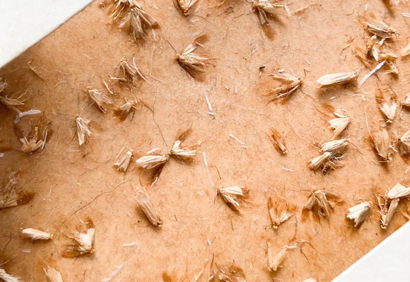 SuperGift.com Moth Protection, Solution for Common Clothes Moth/Webbing Moth