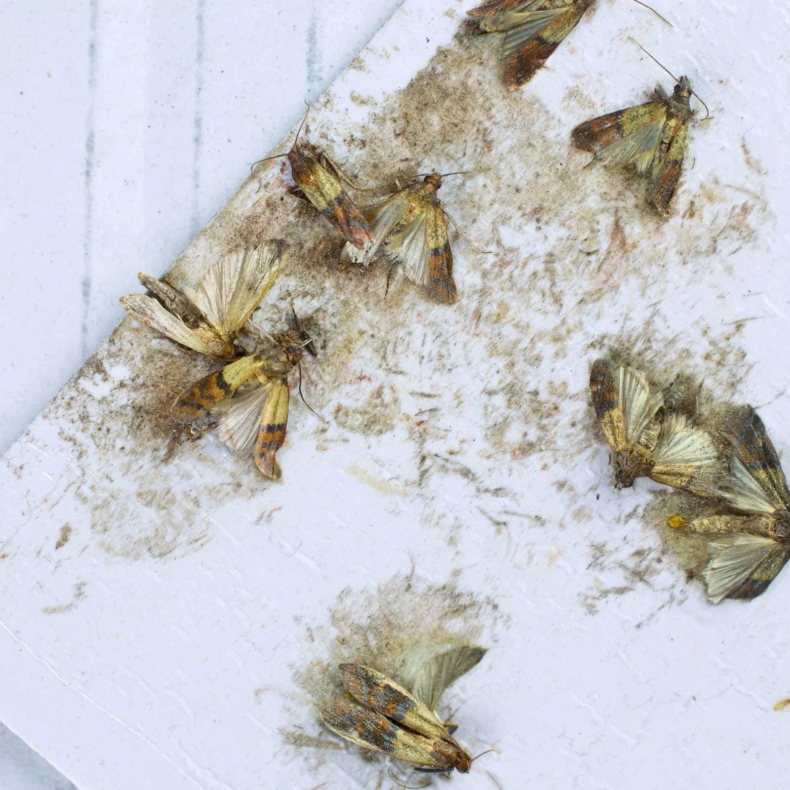 SuperGift.com Moth Protection, Solution for Common Clothes Moth/Webbing Moth